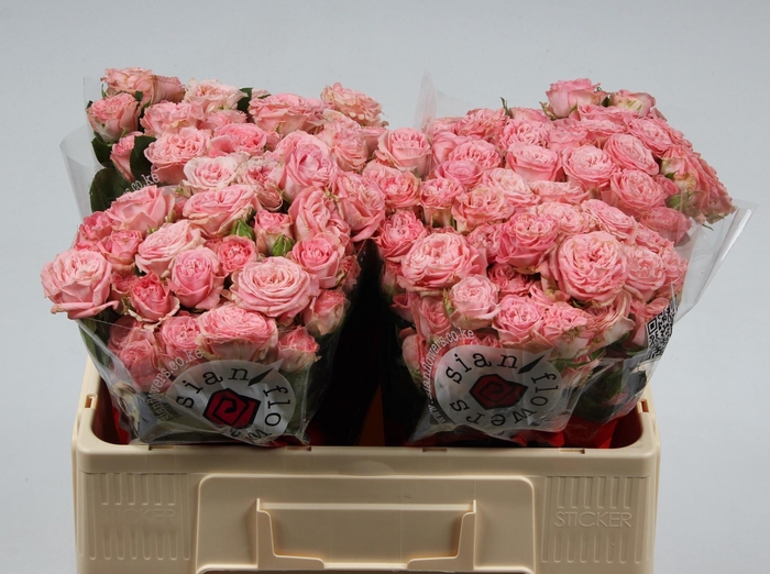 <h4>R TR MADAM BOMBASTIC</h4>