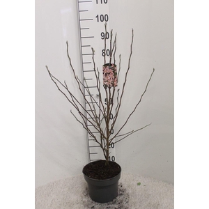 Magnolia stellata 'Rosea'