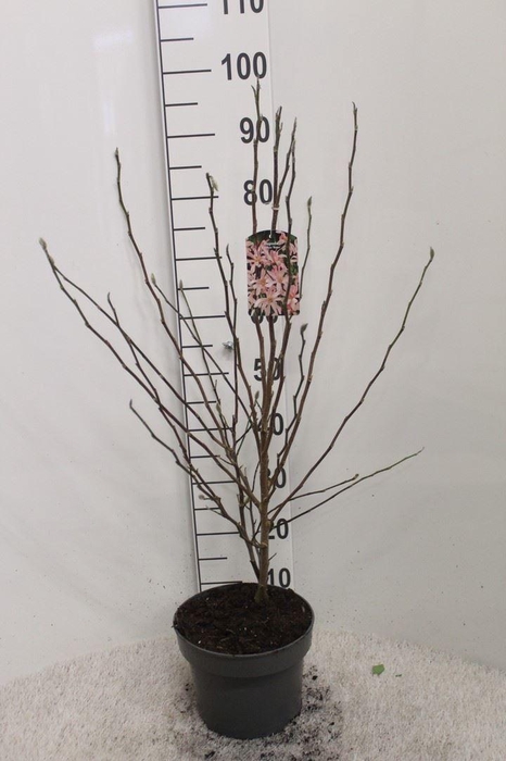 <h4>Magnolia stellata 'Rosea'</h4>