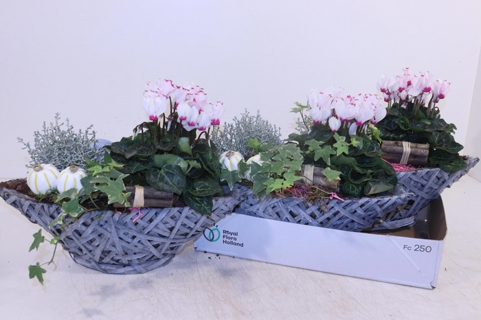 <h4>ARR TUINPLANTEN</h4>