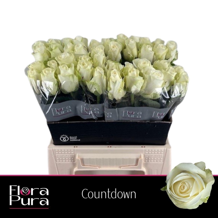 <h4>Rosa grootbloemig Countdown!</h4>
