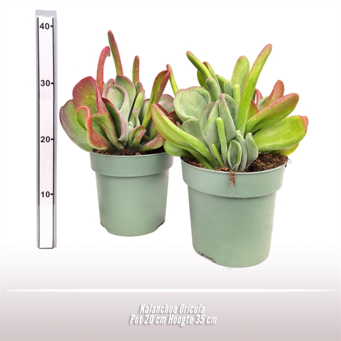 <h4>Kalanchoe Oricula</h4>