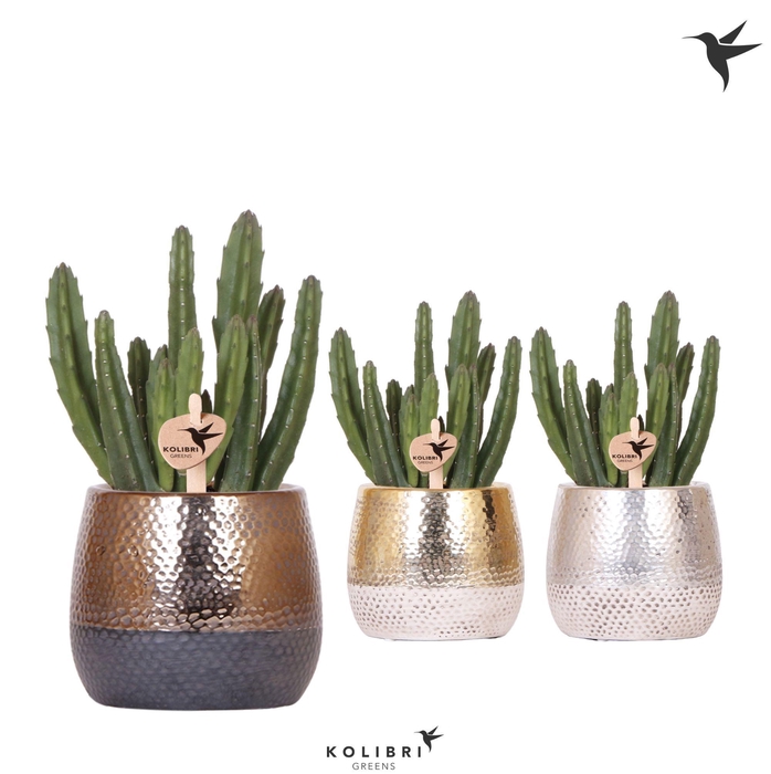 <h4>Kolibri Greens Stapelia Leendertziae in Elite pot mix</h4>