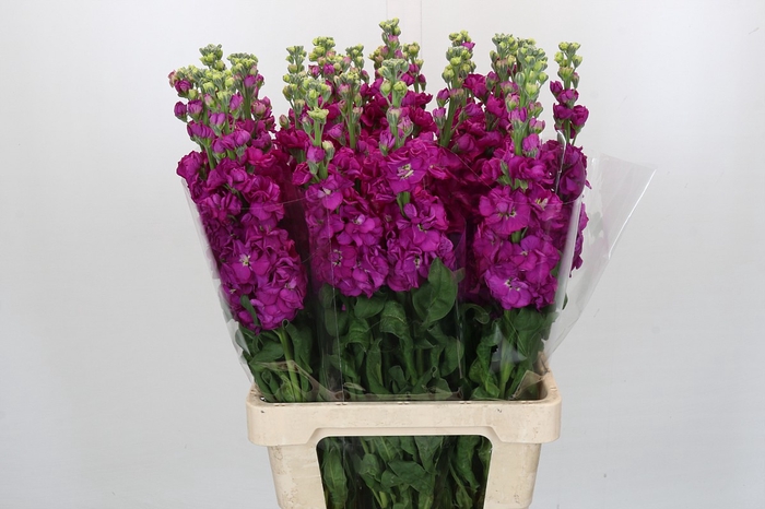 <h4>Matthiola Iron Dark Pink</h4>