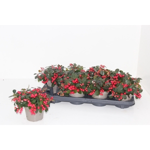 Gaulth Pr Ciao B Red P12