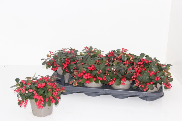 <h4>Gaulth Pr Ciao B Red P12</h4>