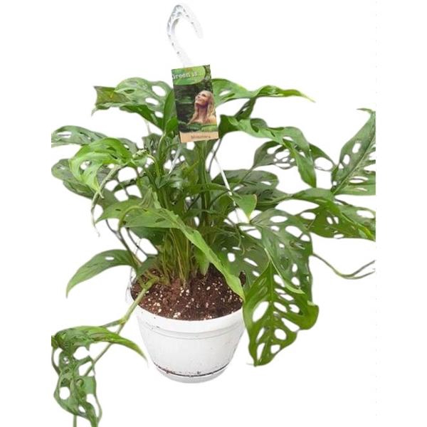 <h4>Monstera obliqua in hangpot</h4>