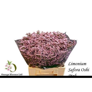 Lim Safora Oshi Pink