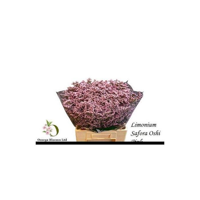 <h4>Lim Safora Oshi Pink</h4>