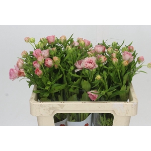 Ranunculus Butterfly Ariadne