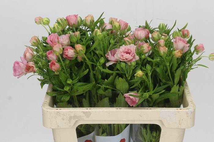 <h4>Ranunculus Butterfly Ariadne</h4>