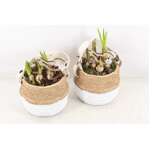 arr4 Muscari JS - Keramiek duo mand