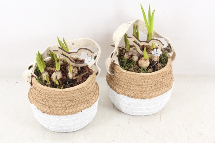 <h4>arr4 Muscari JS - Keramiek duo mand</h4>