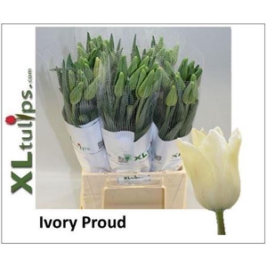 Tu Fra En Ivory Proud