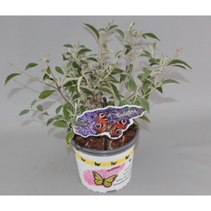 Buddleja Davidii 'Lochinch' C2