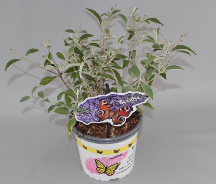 <h4>Buddleja Davidii 'Lochinch' C2</h4>
