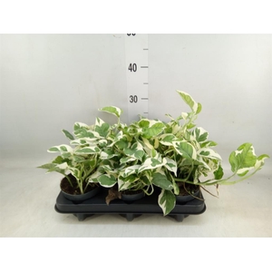 Epipremnum pinn. 'NJoy'