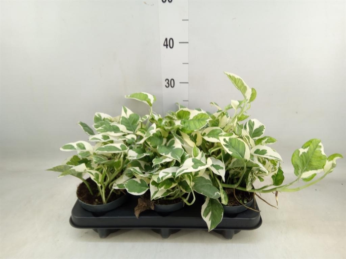 <h4>Epipremnum pinn. 'NJoy'</h4>