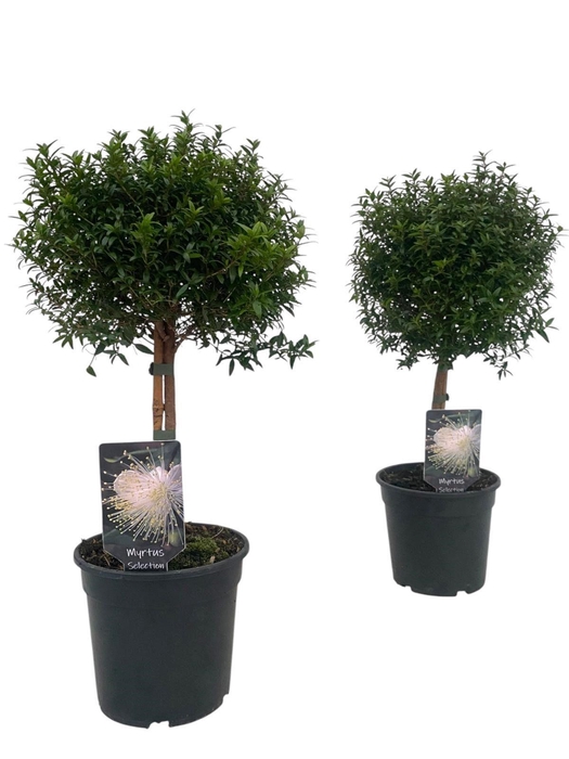 <h4>Myrtus communis "op stam"</h4>