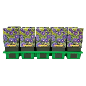 Geranium Johnsons Blue