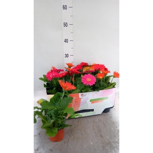 Gerbera  'Open Air'   ...mix