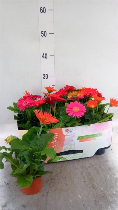 <h4>Gerbera  'Open Air'   ...mix</h4>