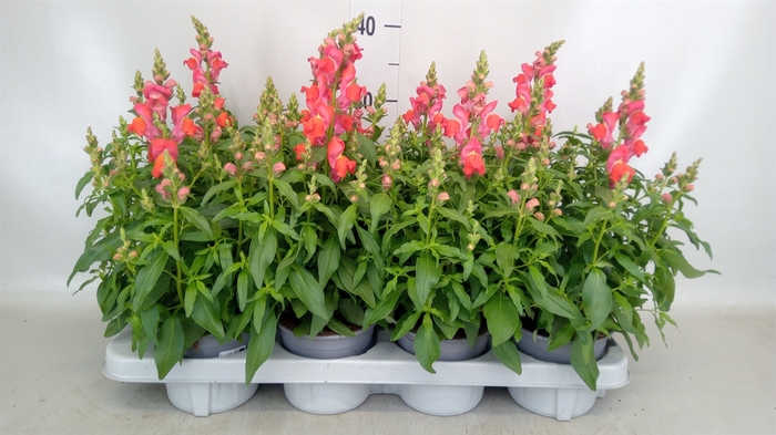 <h4>Antirrhinum  'FloriniDiana Orange'</h4>