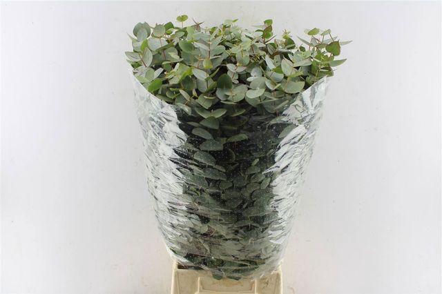 <h4>Euc Cinerea Per Bos</h4>