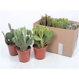 Opuntia Microdasys (Cites) 17Ø 40cm