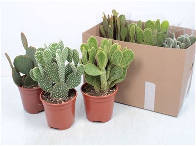 Opuntia Microdasys (Cites) 17Ø 40cm