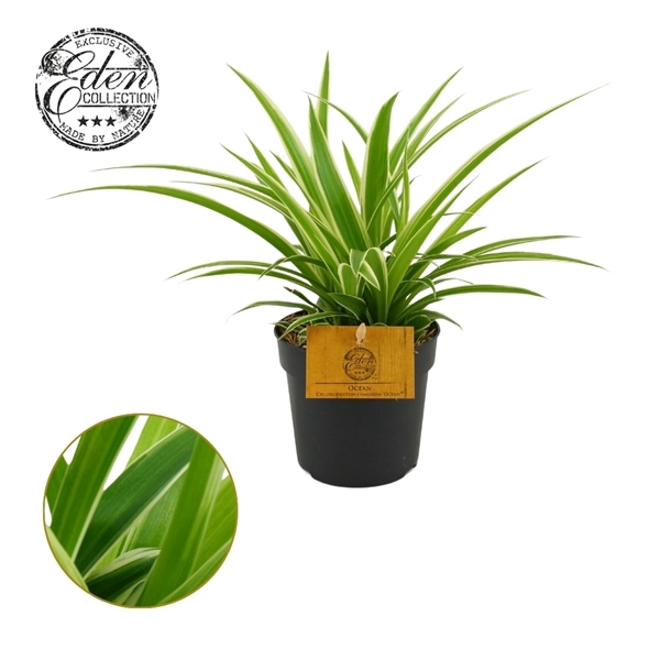 <h4>Chlorophytum Ocean 10,5cm</h4>