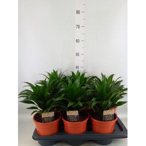 Dracaena frag. 'Compacta'