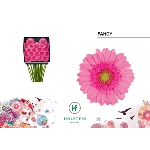 Germini Fancy Diamond per kaart