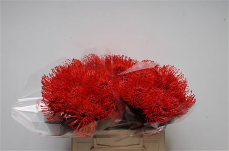 <h4>Leuco Klbh Red</h4>