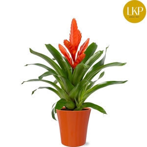Vriesea Int Orange Geel/Rood Coco