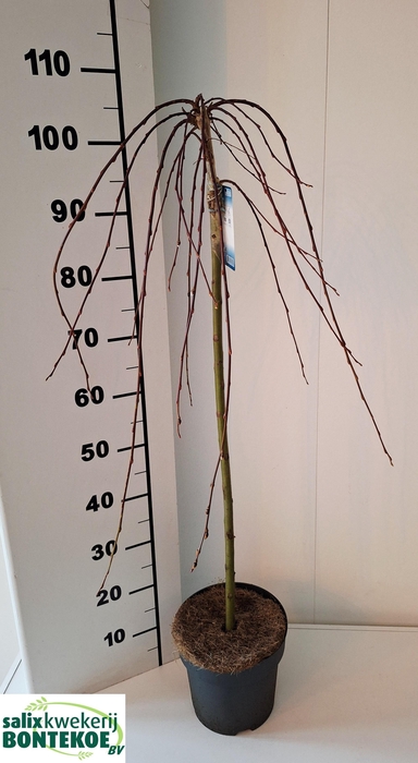 <h4>SALIX CAP KILMARNOCK</h4>