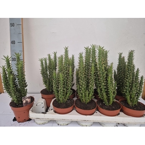 OPUNTIA