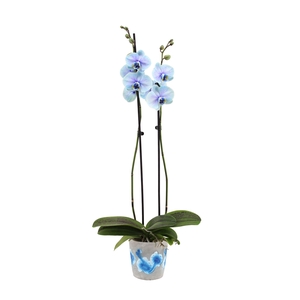 Fiore Blue Phal I Am Blue Lagoon 2T14+