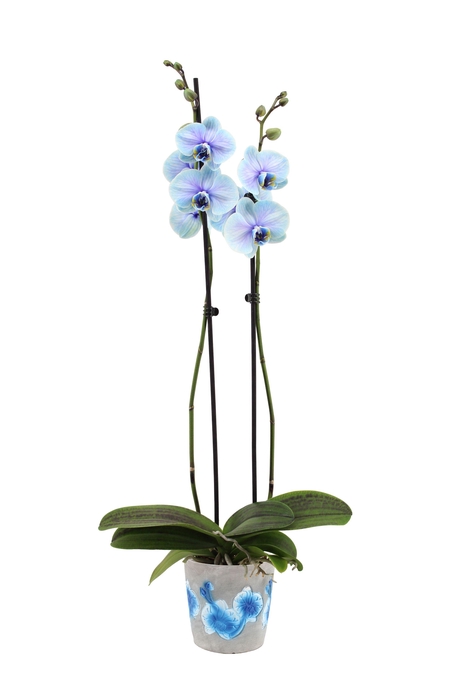 <h4>Fiore Blue Phal I Am Blue Lagoon 2T14+</h4>