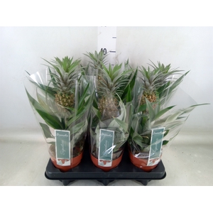 Ananas  'Rosita'