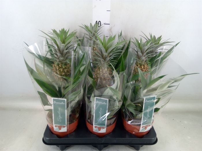 <h4>Ananas  'Rosita'</h4>