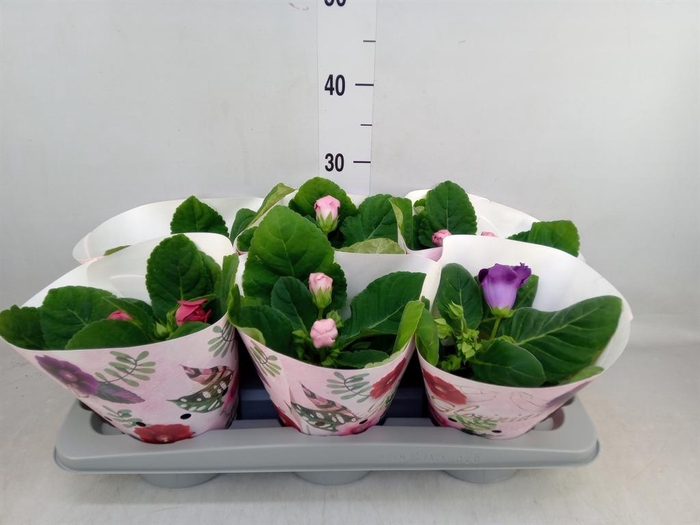 <h4>Sinningia   ...mix</h4>