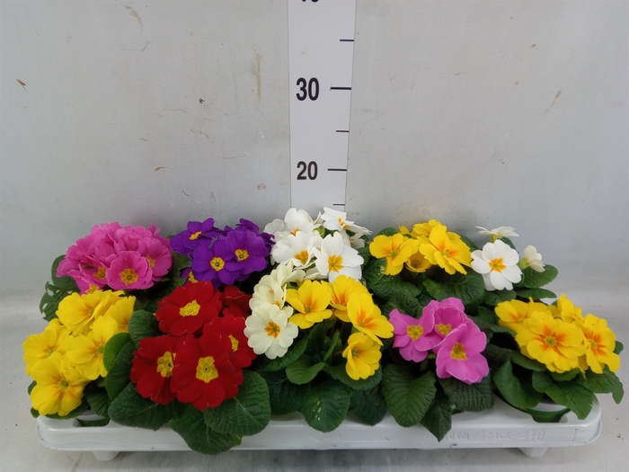 <h4>Primula ac.   ...mix</h4>