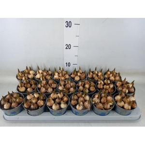 Muscari  'Magic Blue'