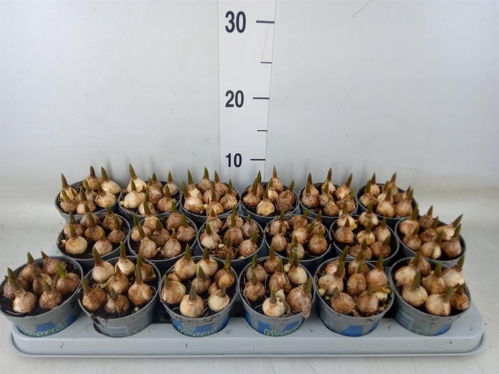 <h4>Muscari  'Magic Blue'</h4>