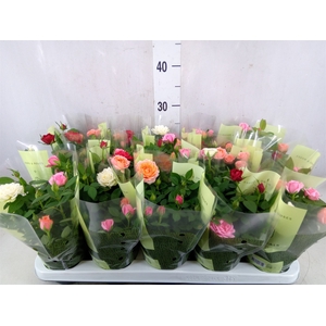 Rosa  'Kordana'   ...mix op pot