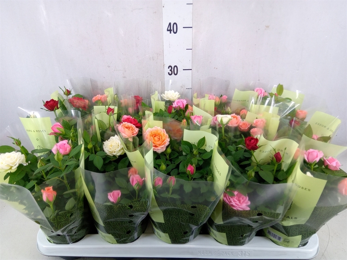 <h4>Rosa  'Kordana'   ...mix op pot</h4>