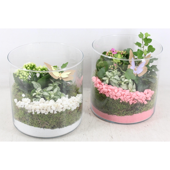 <h4>Arr2 Pl - Glas Cilin. Breed 285/5 - Roze/wit</h4>