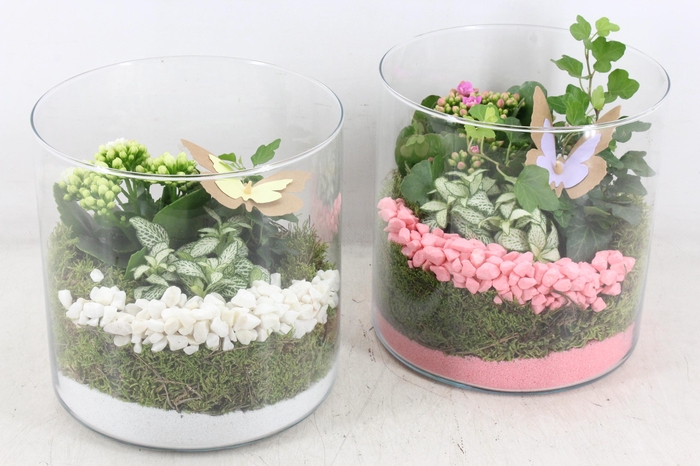 Arr2 Pl - Glas Cilin. Breed 285/5 - Roze/wit