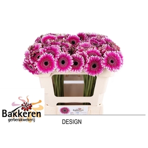 GE MI DESIGN